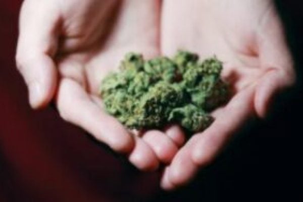 what-cannabiscbd-distribution-companies-should-know-about-accounting-0